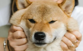 情侣一起养的宠物分手了怎么办（宠物归谁呢？）